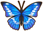 A SoSGB morpho butterfly