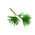 Pine Branch