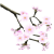 Cherry Branch