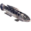 Snakehead
