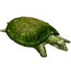 Soft Shell Turtle