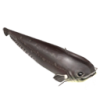 Catfish