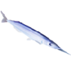 Needlefish