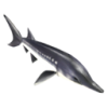 Sturgeon
