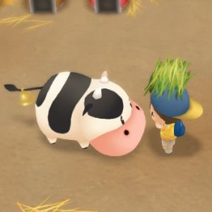 Sos fomt animal care handfeed.jpg